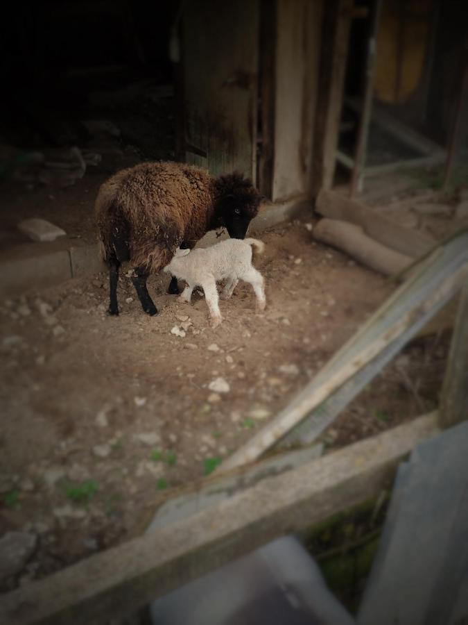Bed & Breakfast - La Closerie De La Fuye Ballan-Miré Dış mekan fotoğraf